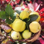 Cotognata Bio