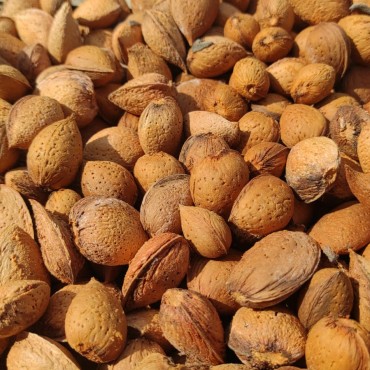 Mandorle in guscio - Busta 4 kg