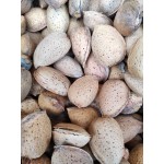 Mandorle 